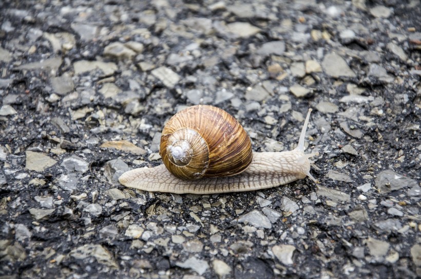  缓慢爬行的蜗牛图片