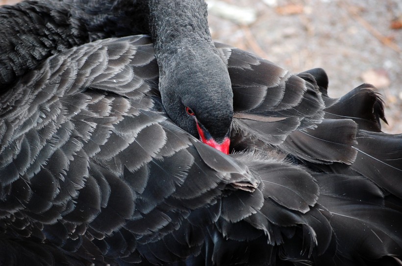 漆黑羽毛的黑天鹅图片