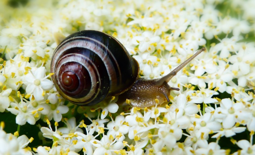 背着壳缓慢爬行的蜗牛图片