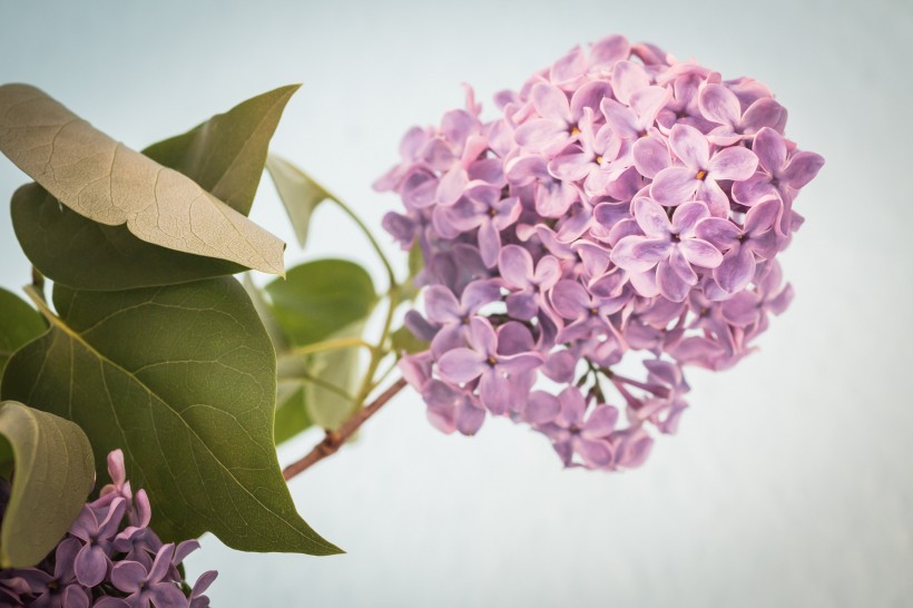 花型娇美的紫丁香图片