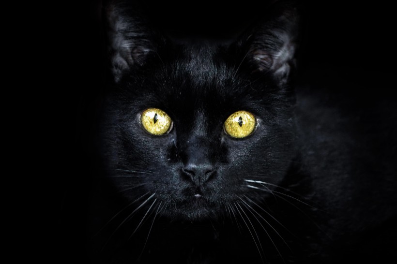 囧囧有神的黑猫图片