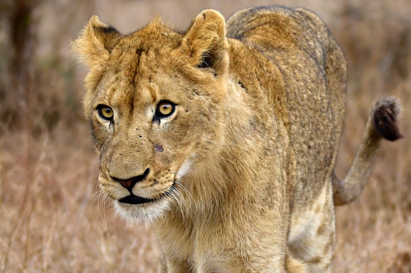 草原上的母狮子图片