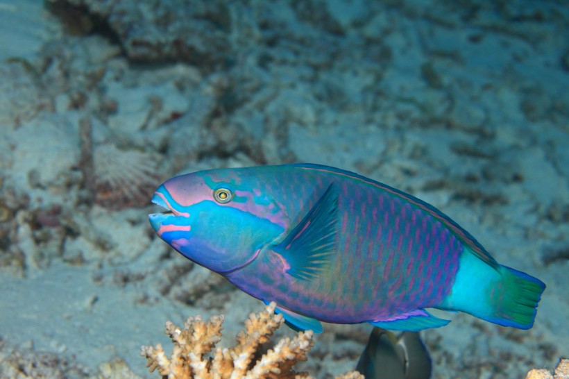 色彩鲜艳的热带海洋鱼图片