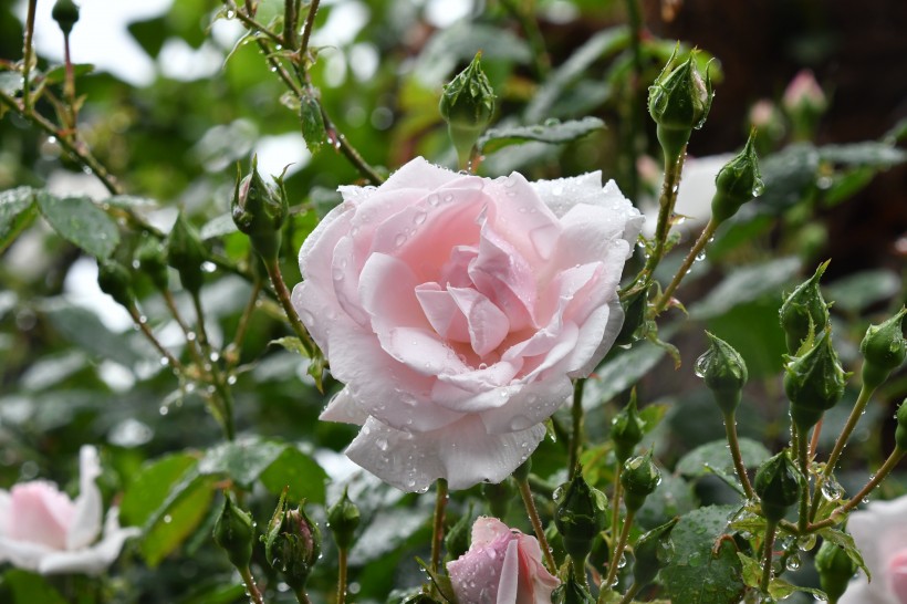 鲜嫩的粉色玫瑰花图片