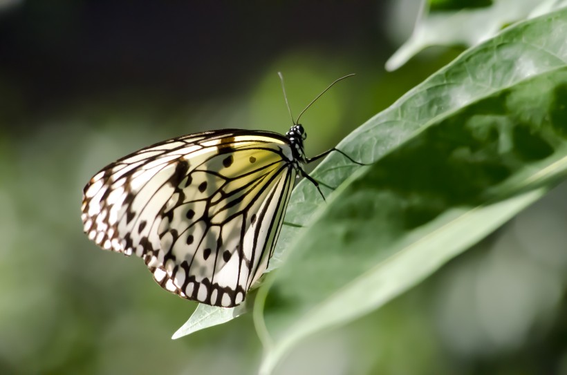翅膀上有黑色斑点的蝴蝶图片