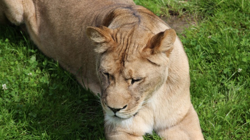 草原上静静观望的母狮子图片