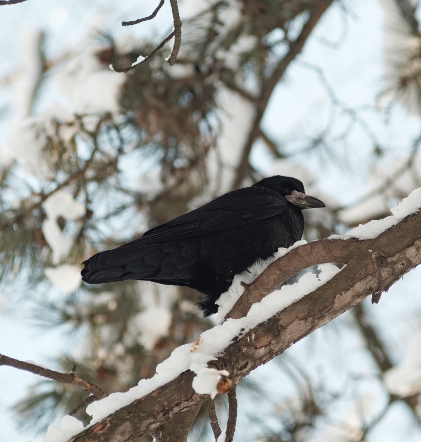 羽毛漆黑的乌鸦图片