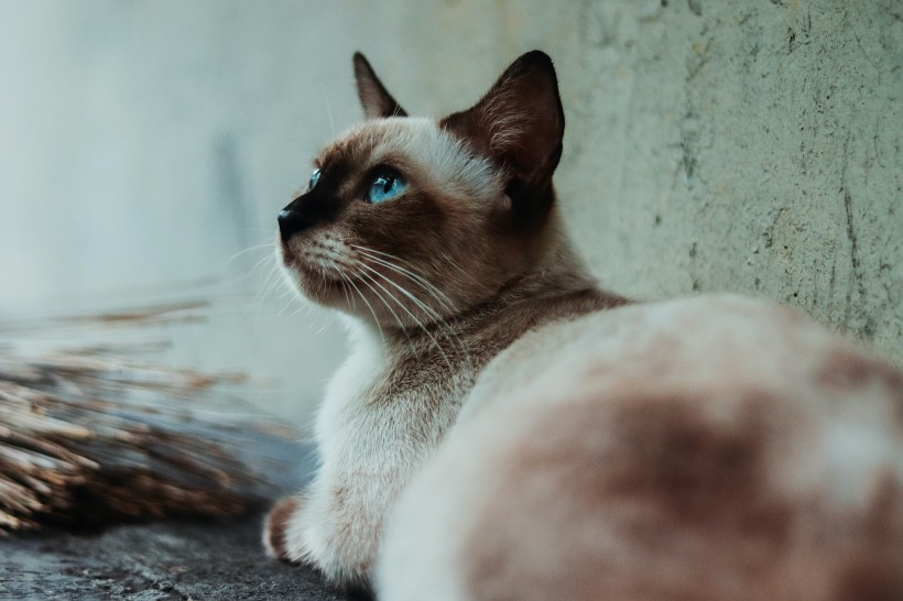 活泼机灵的暹罗猫图片