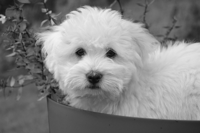 可爱的白色宠物狗图片