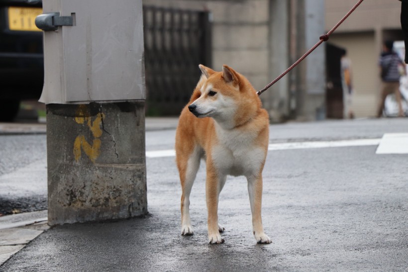 活泼开朗的秋田犬图片