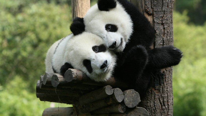 呆萌的大熊猫图片