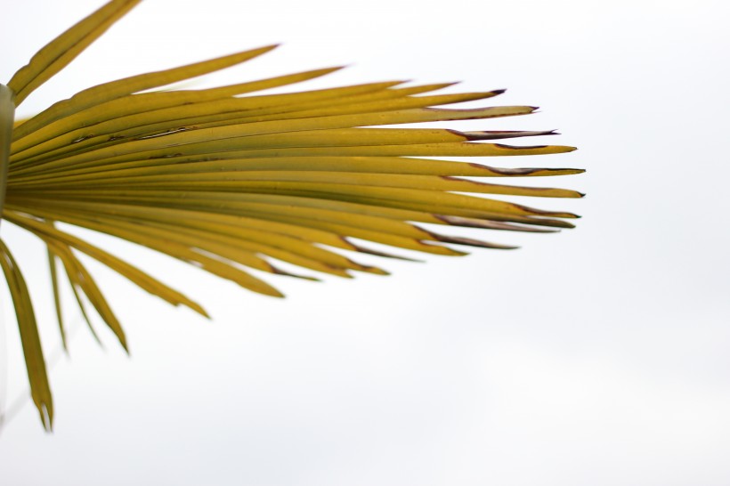 泛黄的棕榈叶图片