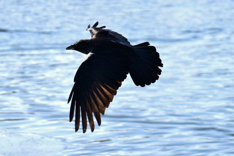 黑色羽毛的乌鸦图片