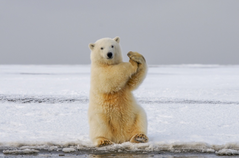 灵敏的北极熊图片