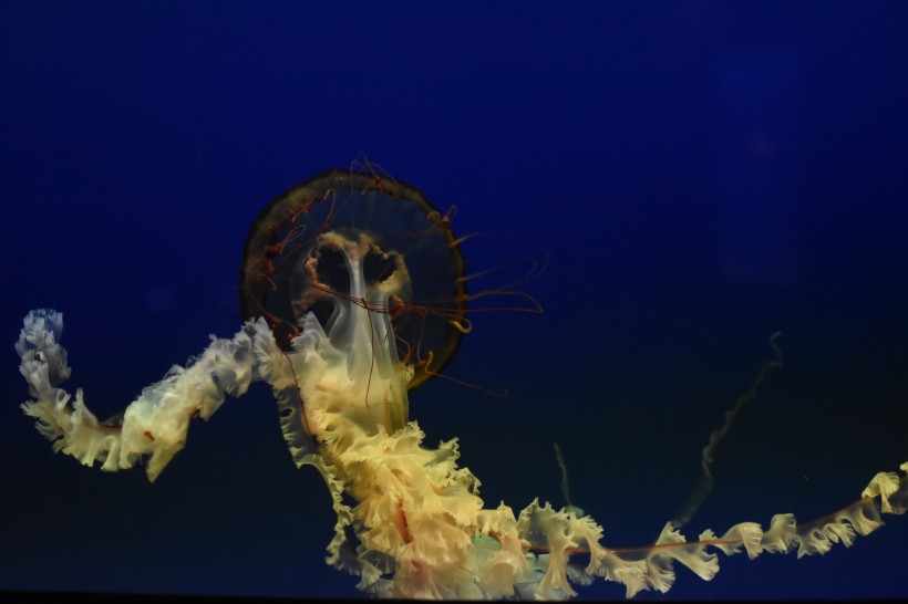 海洋中自由飘荡的水母图片