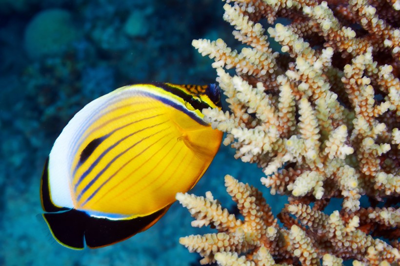 色彩鲜艳的热带海洋鱼图片