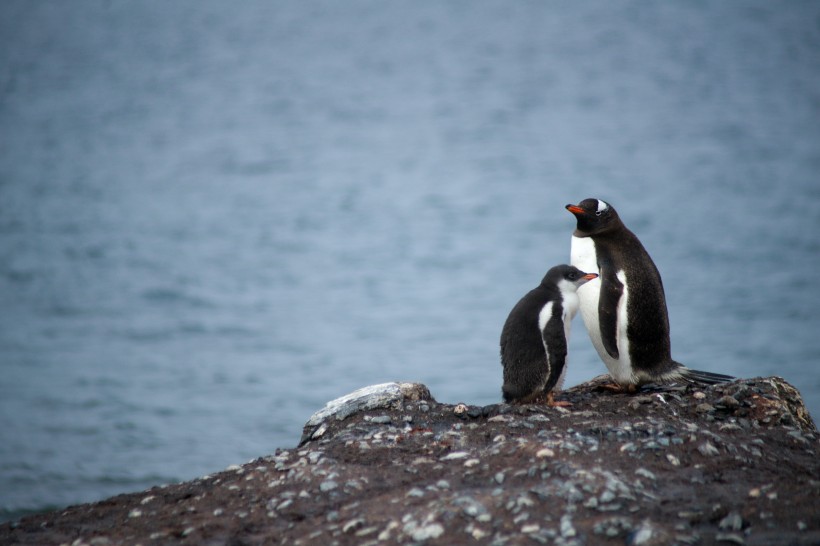 憨态可掬的巴布亚企鹅图片