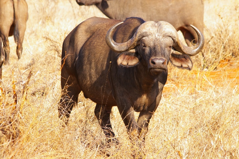 脾气暴躁的非洲野水牛图片