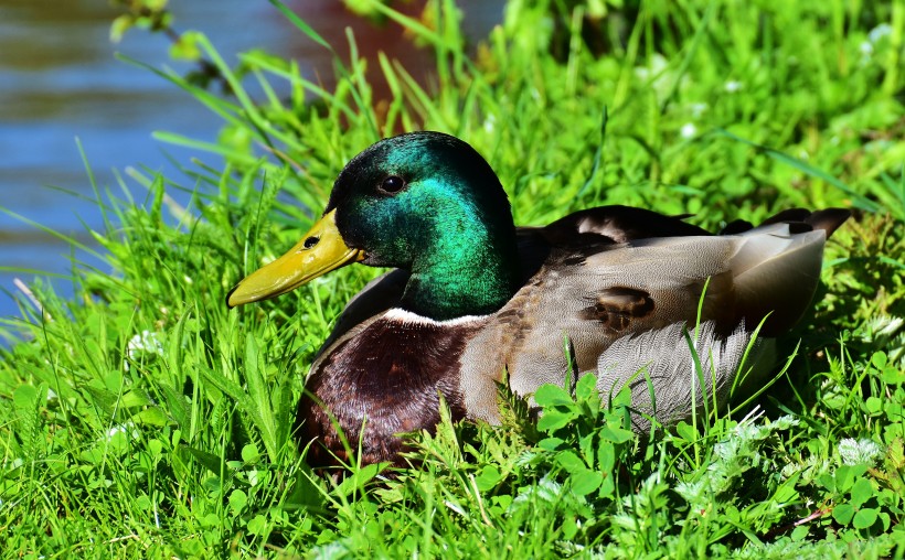 草地上的绿头鸭图片