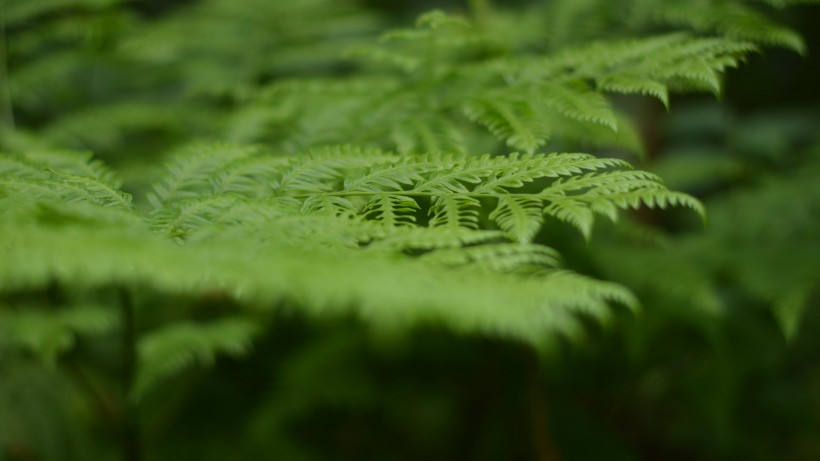 绿色野生蕨类植物图片