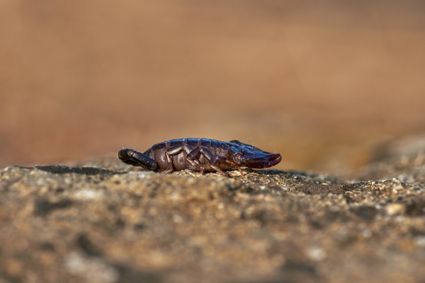 五毒之一的蝎子图片