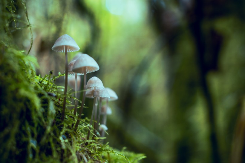 郊外的野蘑菇图片