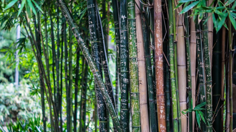 四季青翠挺拔的竹子图片