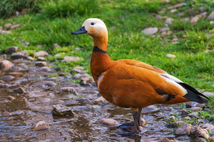 橙栗色的赤麻鸭图片
