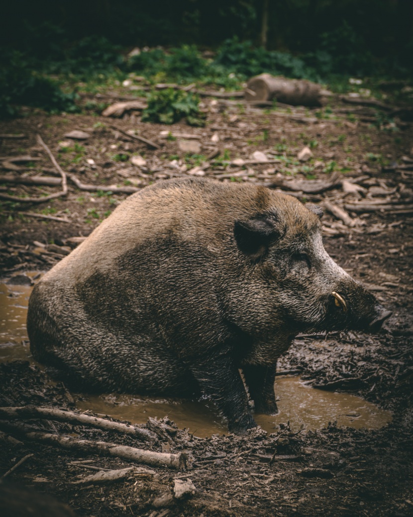 野猪高清图片