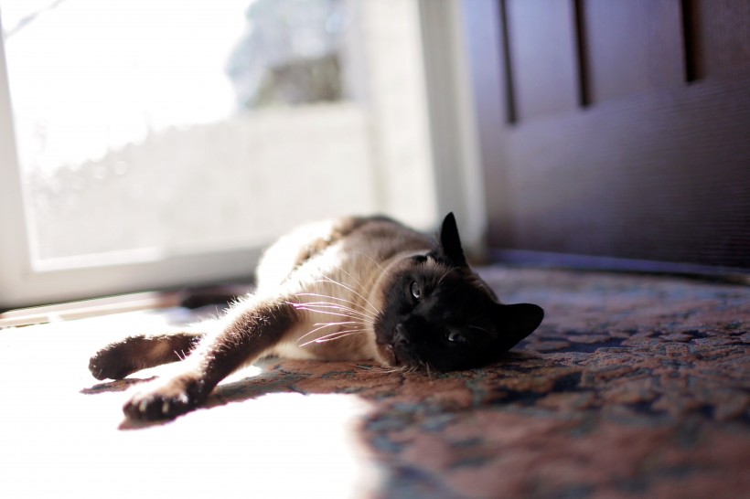 慵懒的暹罗猫图片