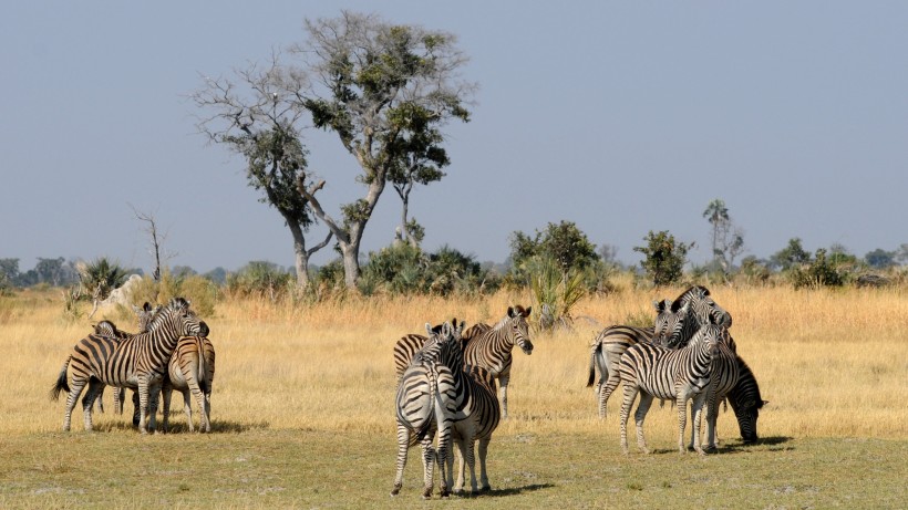 非洲大草原上帅气的斑马图片