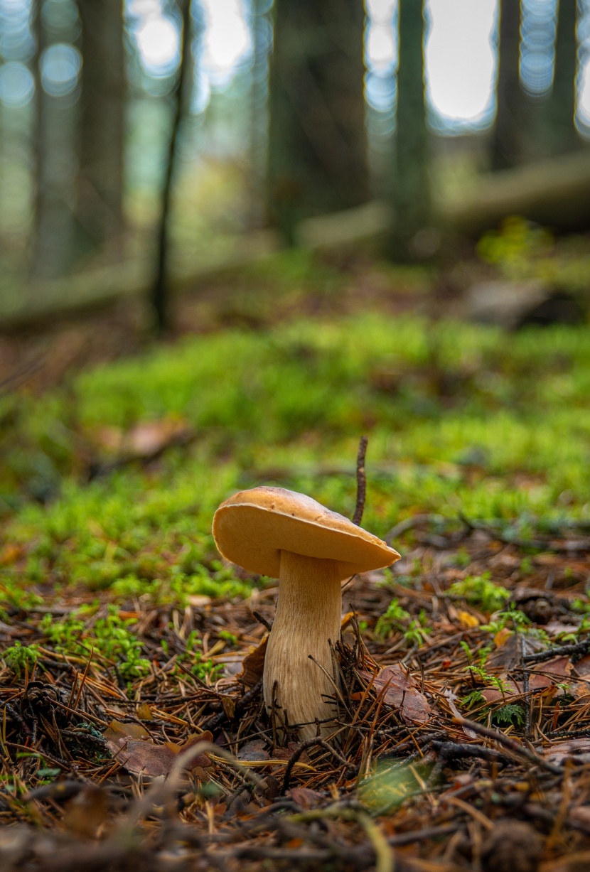 森林里的一个蘑菇图片