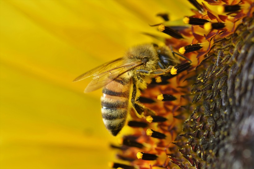 花朵上辛勤劳动的蜜蜂图片