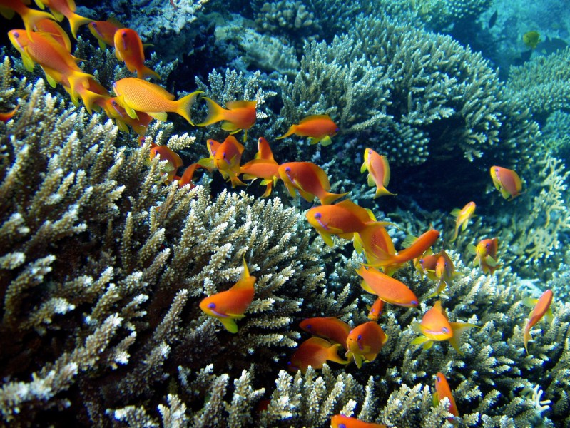 海底如梦如幻的美丽珊瑚图片