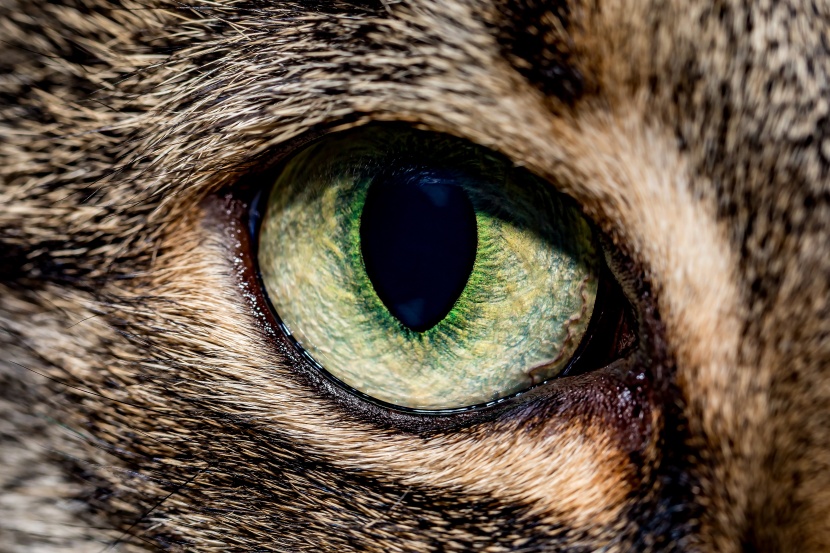可爱猫咪眼睛图片