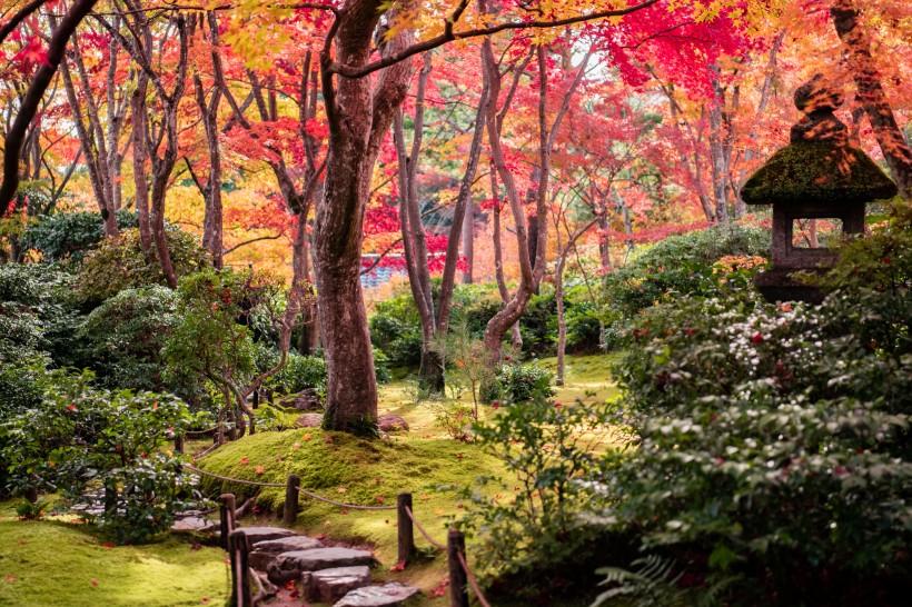 京都枫叶图片