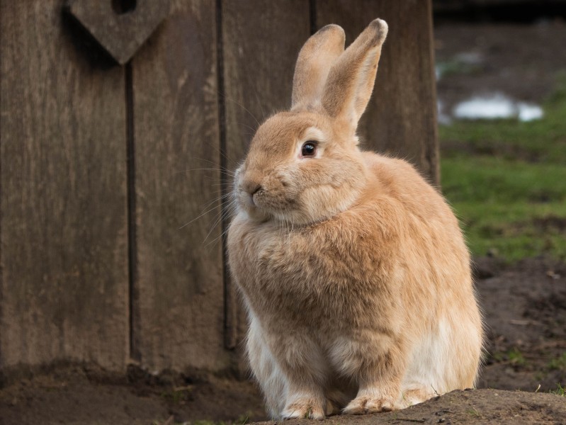 可爱机灵的兔子图片