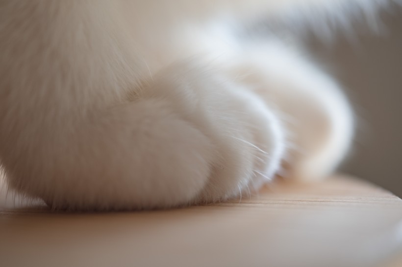 毛绒绒的猫爪子图片