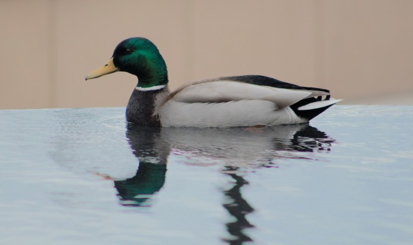 水中的绿头鸭图片