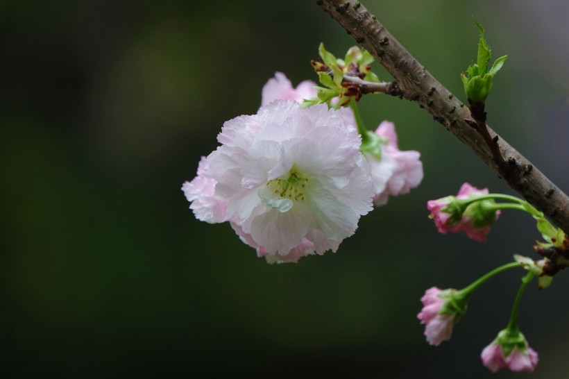 初放盛开的樱花图片