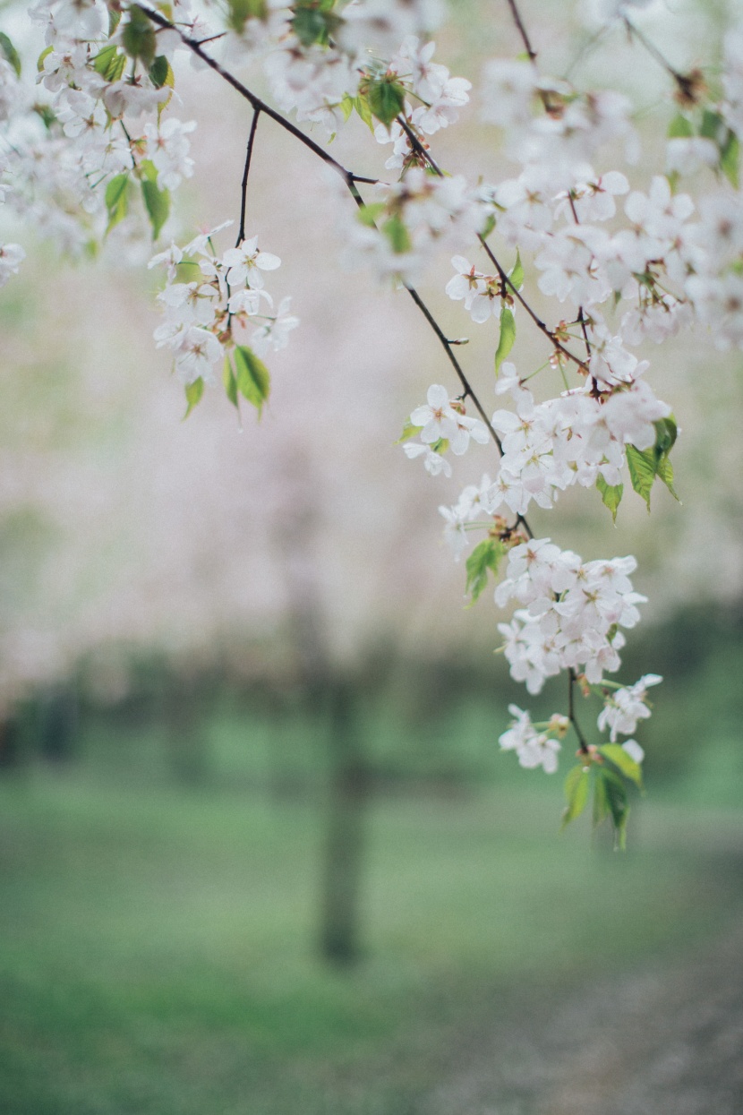 苹果树花图片