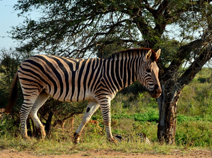 非洲大草原上的斑马图片