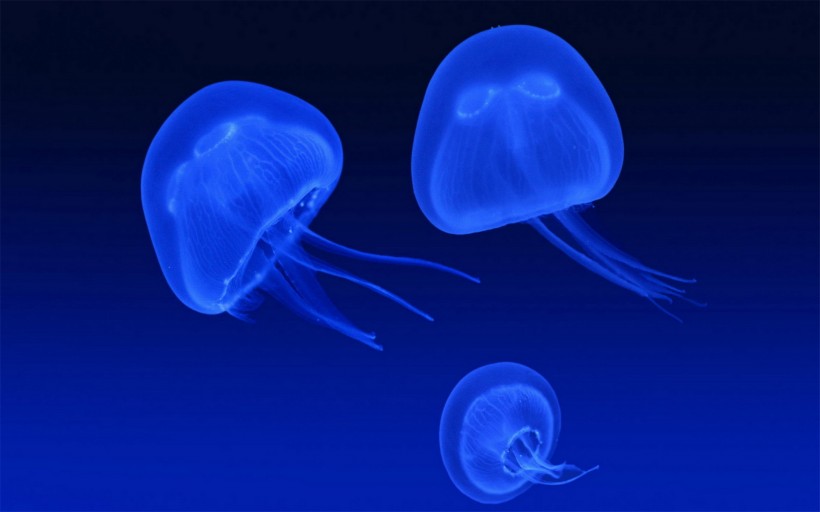 漂亮的水生动物水母图片