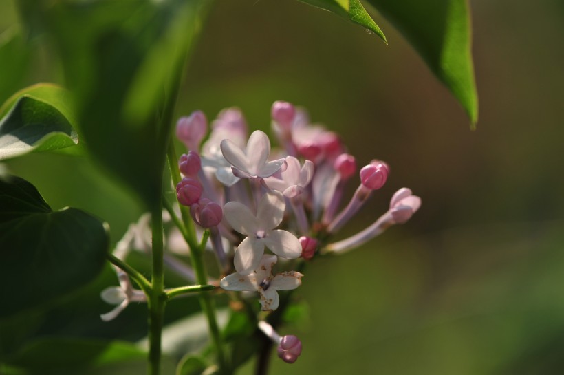 淡雅丁香花图片