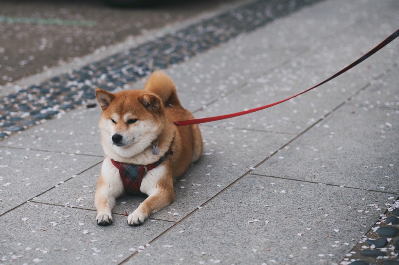 活泼开朗的秋田犬图片