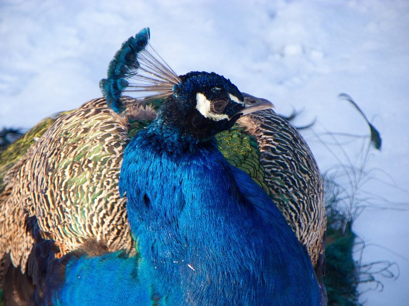 羽毛鲜艳色彩斑斓高傲的孔雀图片