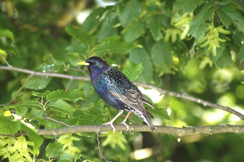 树枝上的紫翅椋鸟图片