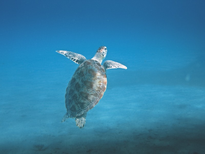 海中奋力游泳的海龟图片
