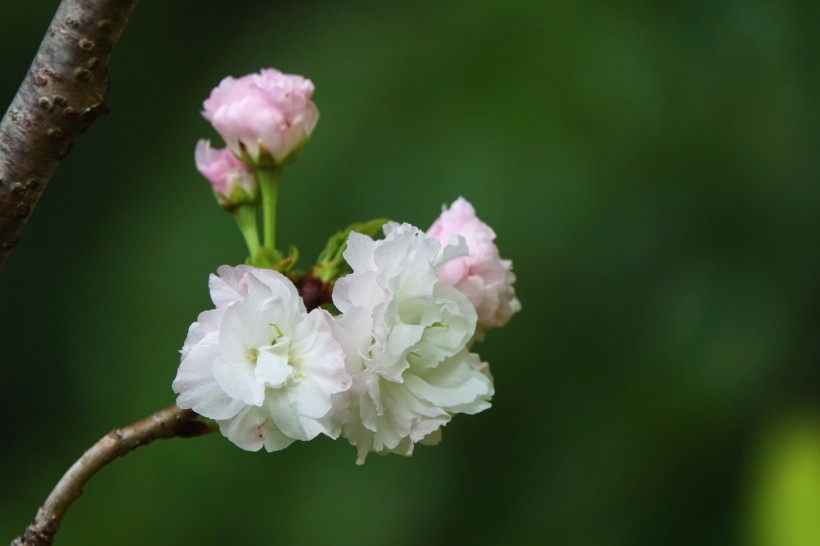 初放盛开的樱花图片