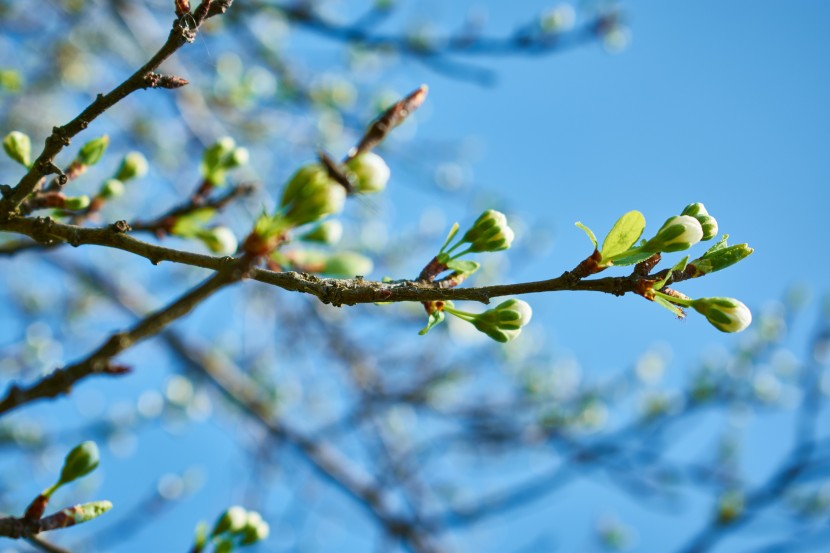 春天萌动的树芽图片